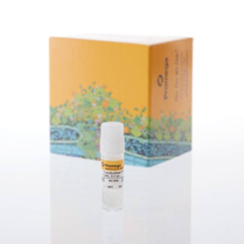 TransfectNow(TM) HEK293 Cells, 1 x 0.5ml
