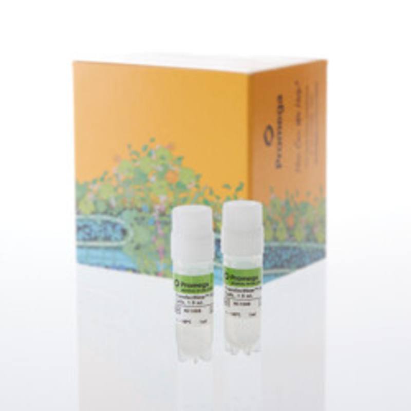 TransfectNow(TM) HEK293 Cells, 2 x 1ml
