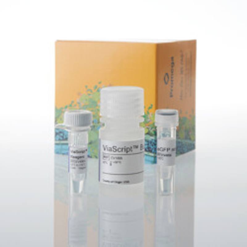 ViaScript(R) mRNA Transfection Reagent plus eGFP, 10 plates