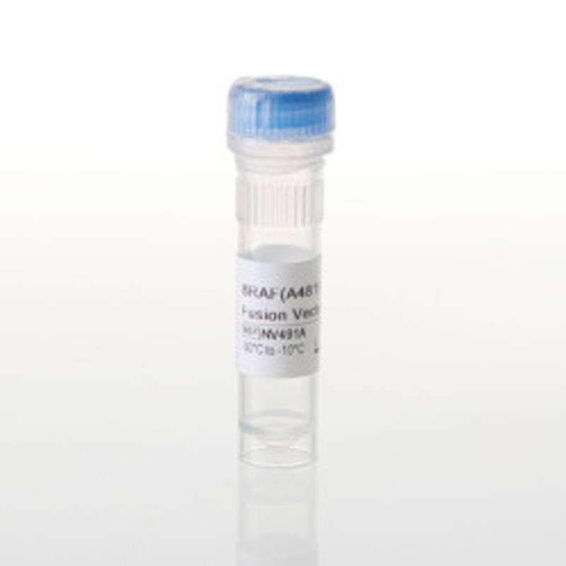BRAF(A481F)-LgBiT Fusion Vector