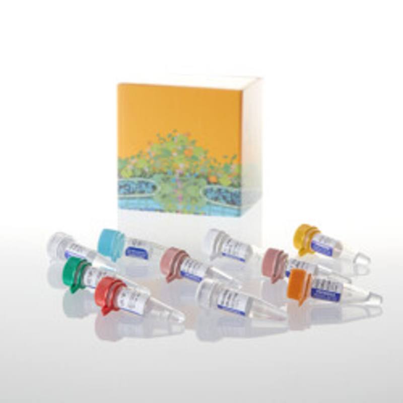RiboMAX(TM) Large Scale RNA Production System - T7