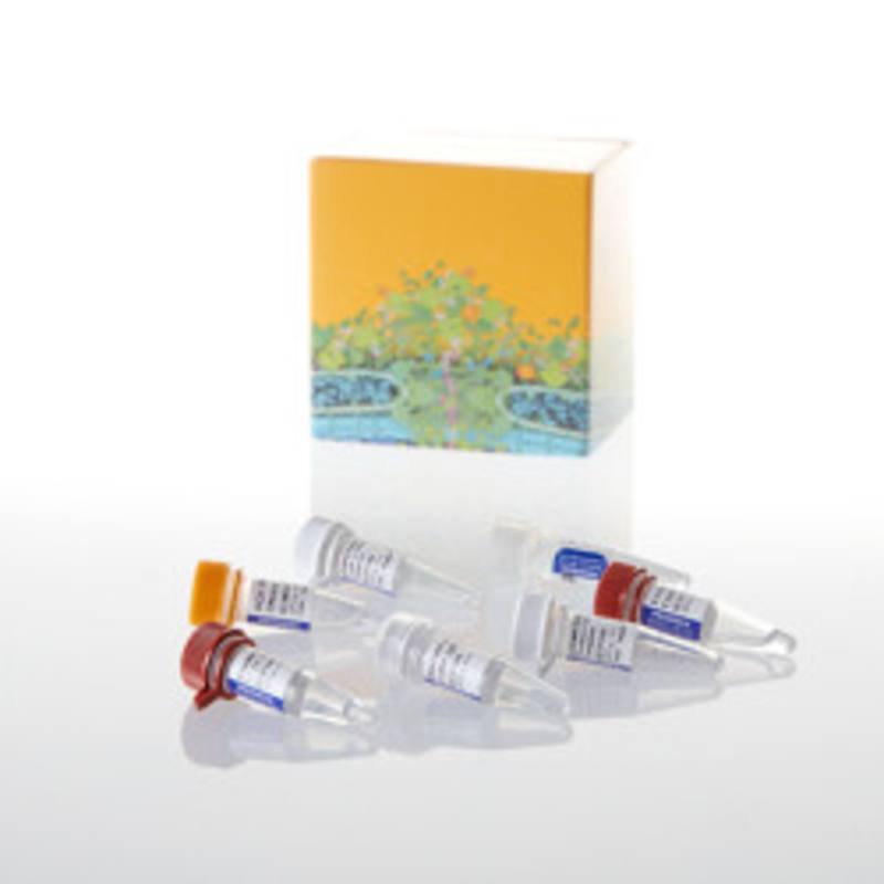 T7 RiboMAX(TM) Express Large Scale RNA Production System