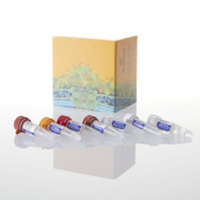 T7 RiboMAX(TM) Express RNAi System