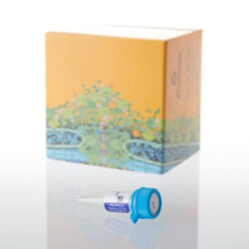 Bacterial Strain JM109, 500ul