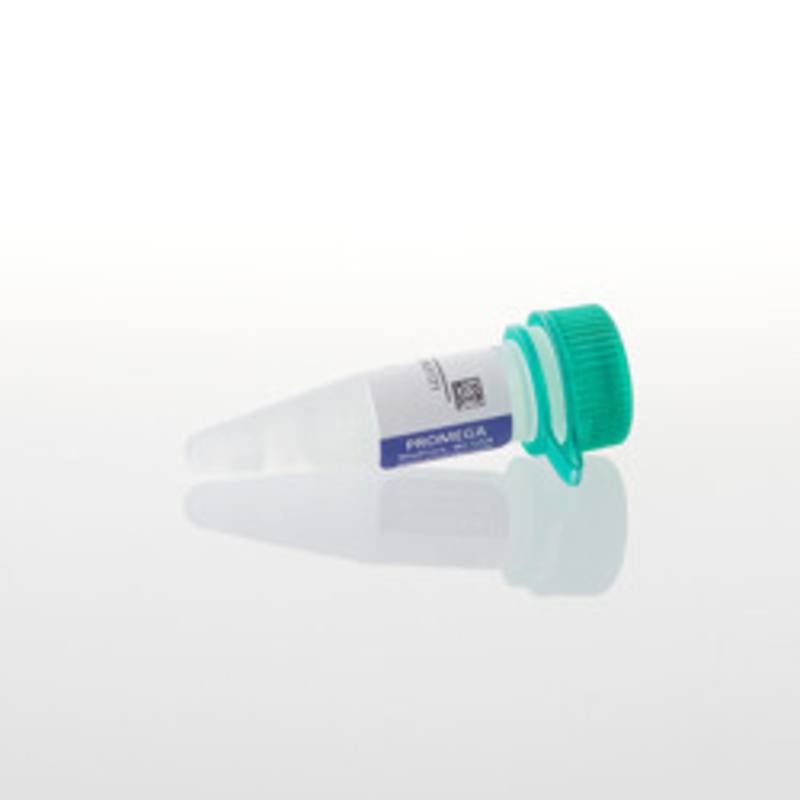 SP6 Promoter Primer, 2ug