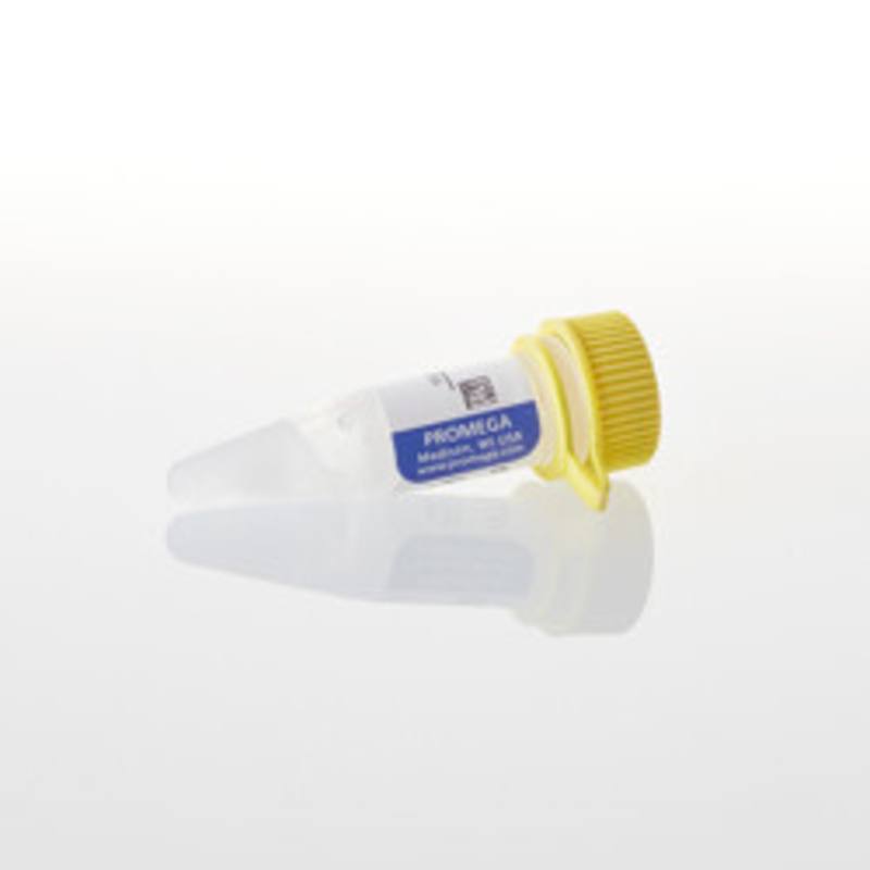 dTTP, 100mM, 40uMoles