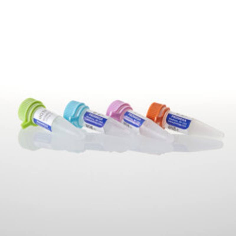 Set of dUTP, dCTP, dGTP, dATP 100mM each, 40umoles each