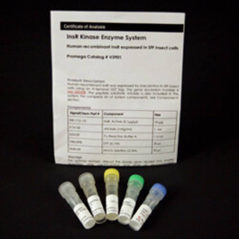 InsR Kinase Enzyme System