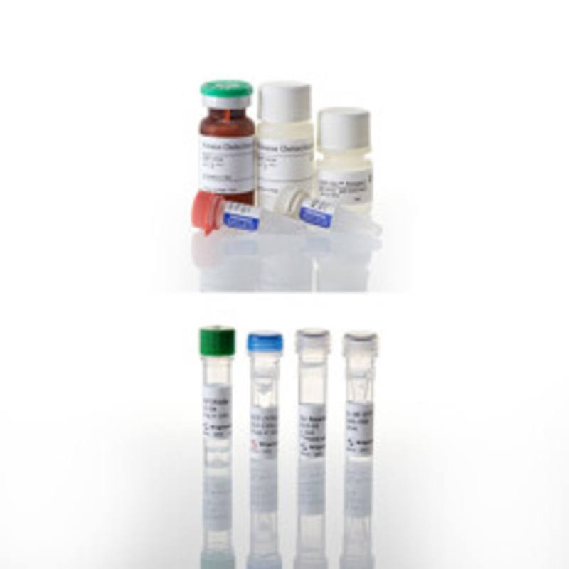 ADP-Glo(TM) Kinase Assay + DAPK1 Kinase E