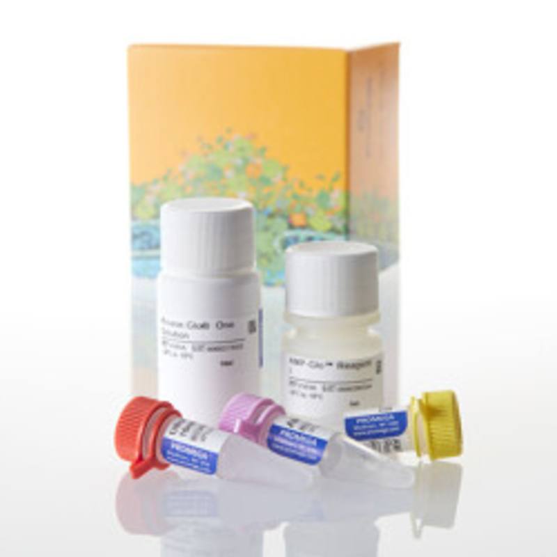AMP-Glo(TM) Assay, 1000 Assays