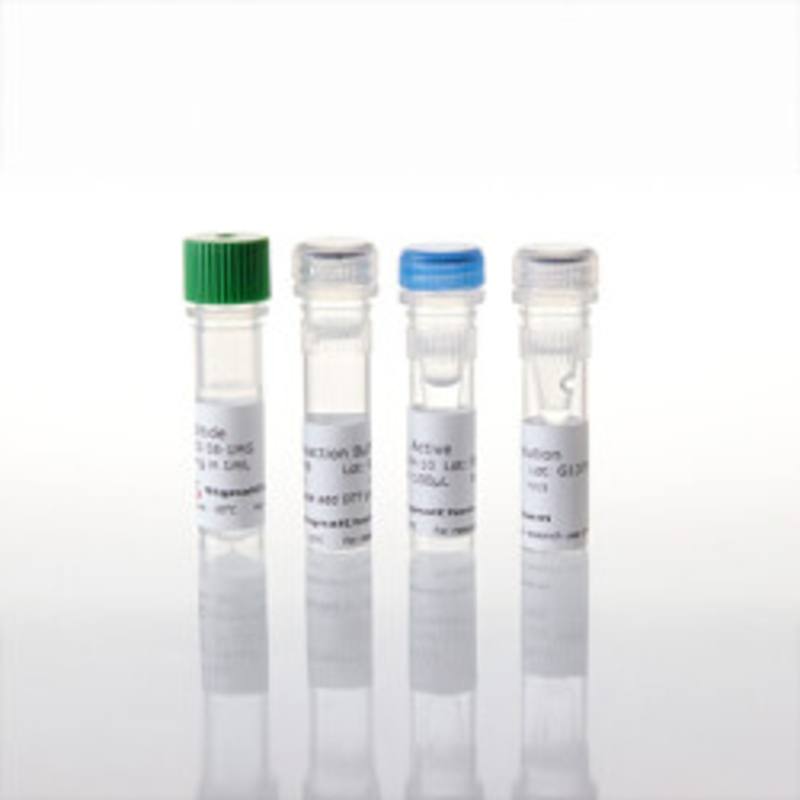 RIPK2 Kinase Enzyme System
