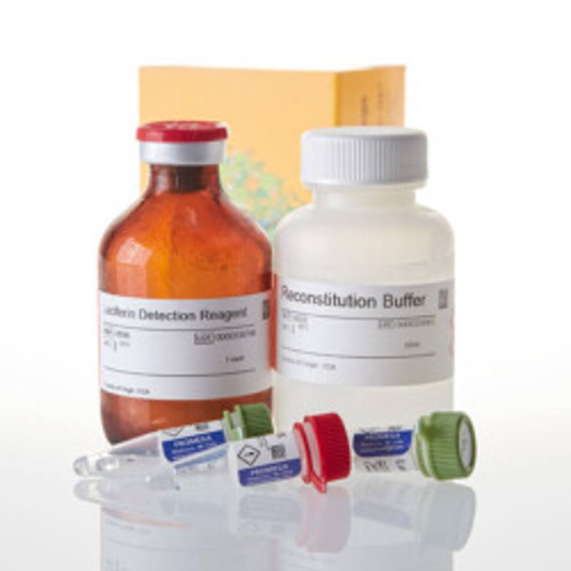 P450-Glo(TM) CYP1A2 Induction/ Inhibition Assay, 50ml