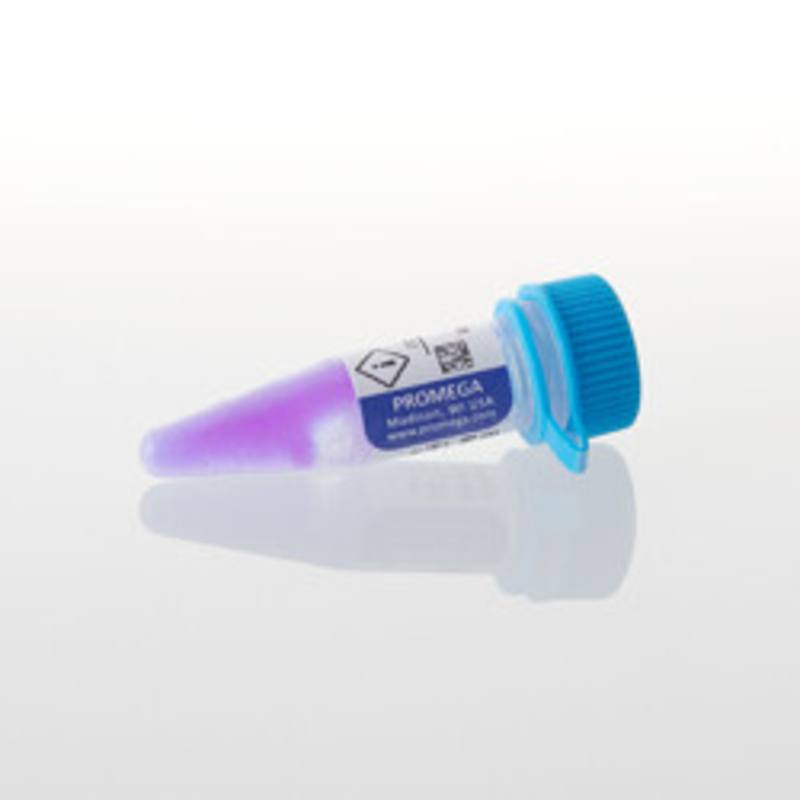 Broad Range Protein Molecular Markers, 500ul