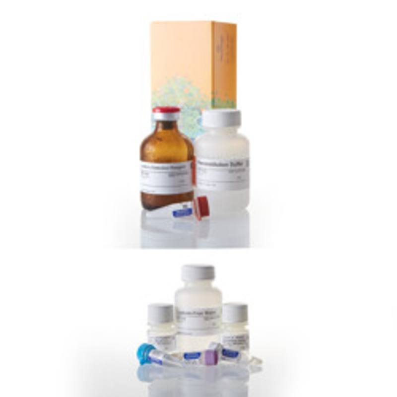 P450-Glo(TM) CYP1A2 Screening System