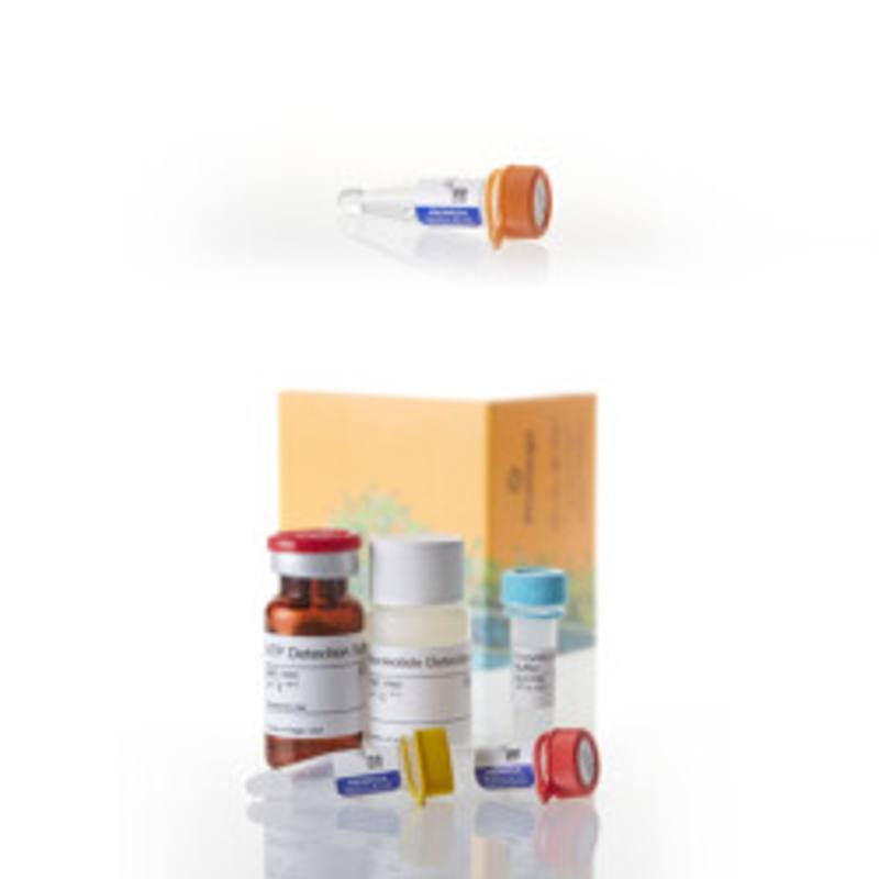 GDP-Glo(TM) Assay (VA1091) + GDP-Fucose, 50mM (VA1097)