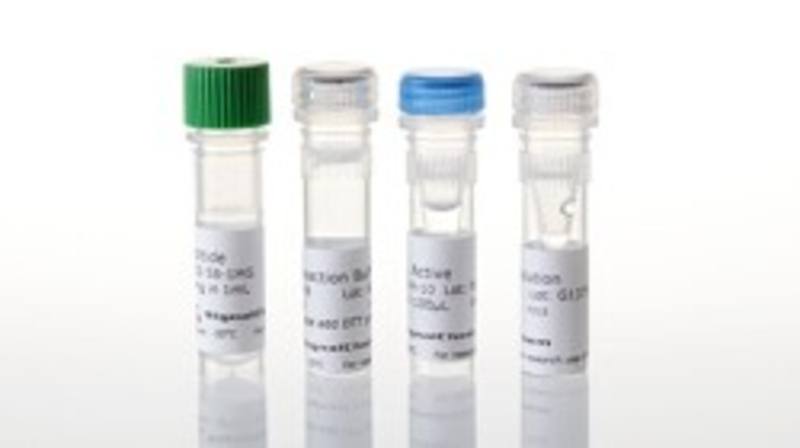 CK2 alpha 2 Kinase Enzyme System