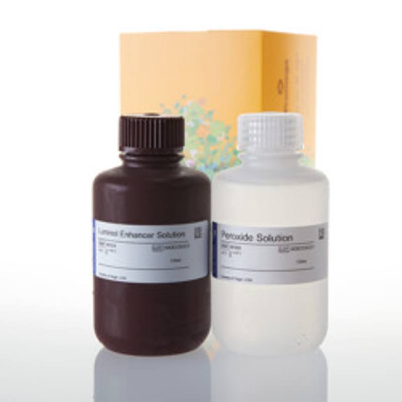 ECL Western Blotting Substrate 250ml