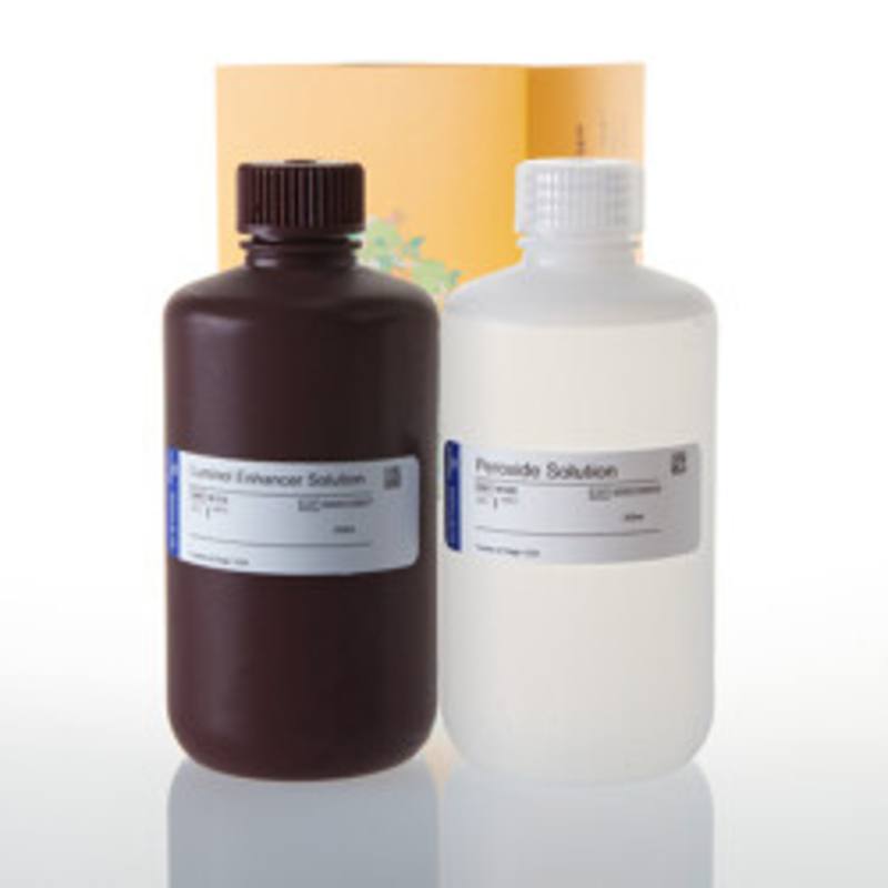ECL Western Blotting Substrate 500ml
