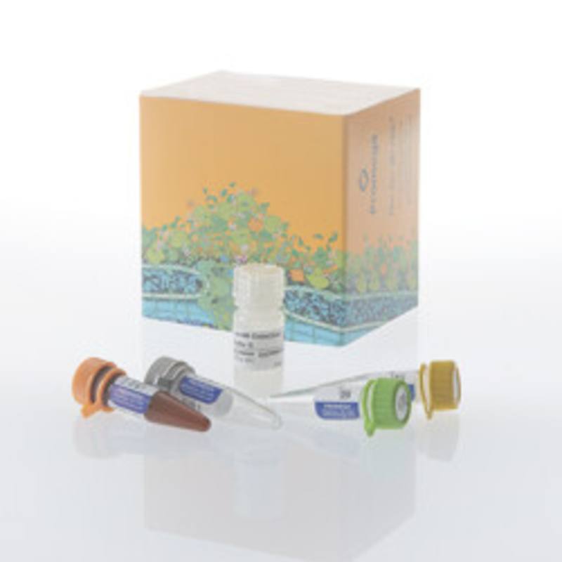 Lumit(R) IL-12 p70 (Human) Immunoassay, 100 assays