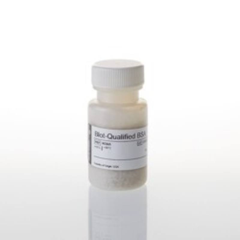 Blot Qualified BSA, 10g