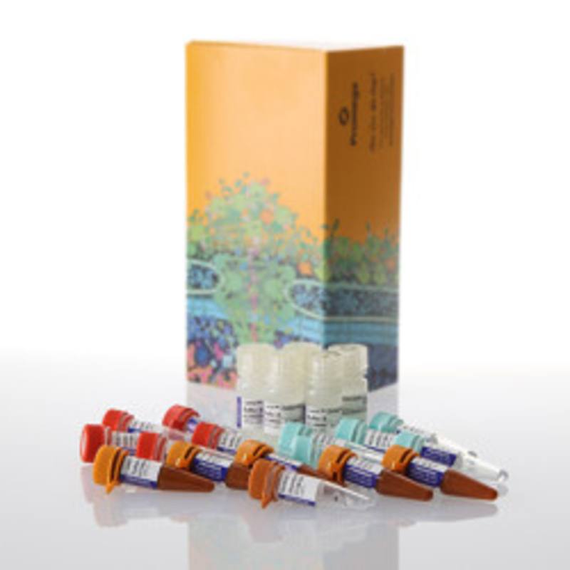 Lumit(R) IFN-gamma (Human) Immunoassay, 500 assays