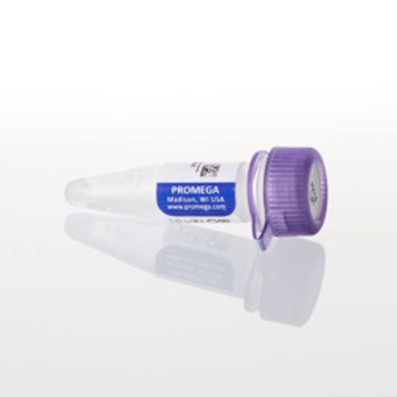 Biotinylated Oligo (dT) Probe
