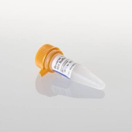 Buy Reverse Transcription 10X Buffer, 1.4ml in NZ.