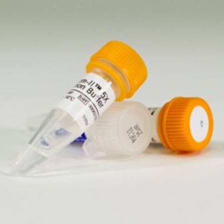 Buy ImProm-II(TM) Reverse Transcriptase, 10 Reaction Sample in NZ.