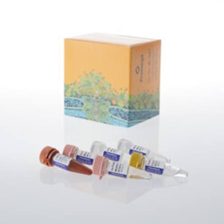 Buy GoTaq(R)Endure RT-qPCR System, 200 rxn in NZ. 