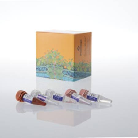 Buy GoTaq(R) Endure qPCR Direct Amp Bundle in NZ. 