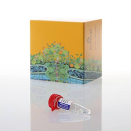 Buy SARS-CoV-2 (N+E) RNA Quant Standard in NZ. 