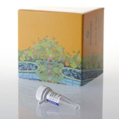 Buy 1.2kb Kanamycin Positive Control RNA (0.5mg/ml), 5ug in NZ. 