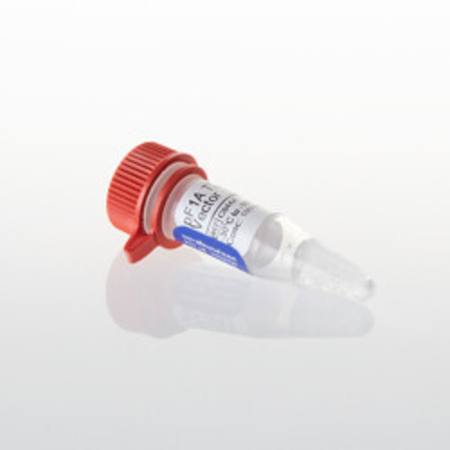 Buy pF1A T7 Flexi(R) Vector, 20ug in NZ. 
