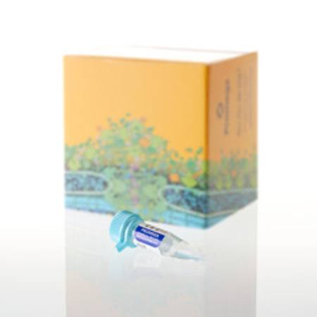 K562 DNA High Molecular Weight , 30ug