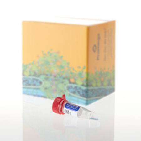 PowerQuant(R) Male gDNA Standard, 50ng/uL