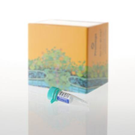 Buy 2800M Control DNA, 10ng/ul, 25ul in NZ. 