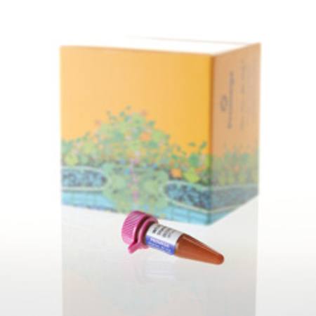 Buy WEN Internal Lane Standard 500 ESS, 200ul in NZ. 