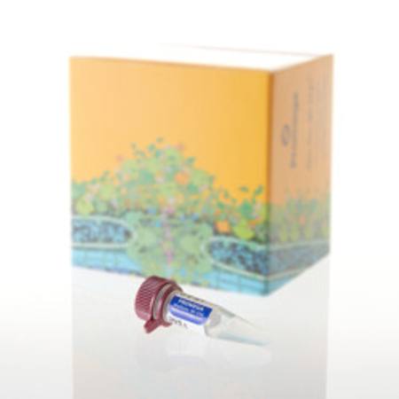 Buy 5X AmpSolution(TM) Reagent, 500ul in NZ. 