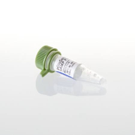 Buy pGloSensor(TM) -20F cAMP Plasmid, 20ug in NZ.