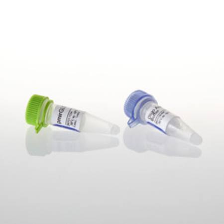 Buy pmirGLO Dual Luciferase miRNA Target Expression Vector in NZ. 