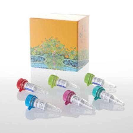 Buy CheckMate(TM) Mammalian TwoHybrid System in NZ. 