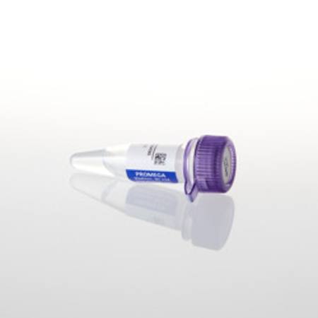 Buy K562 Genomic DNA, 400ug/mL in NZ.