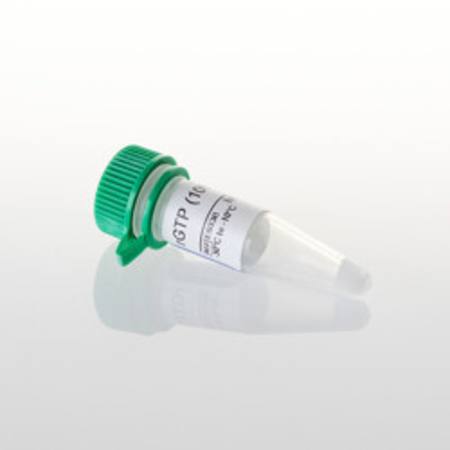 Buy rGTP (100mM), 400ul in NZ. 