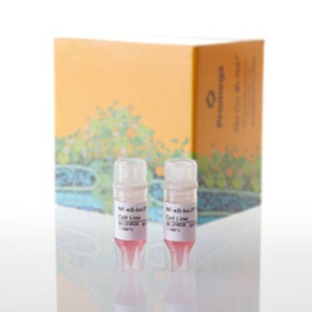 Buy GloResponse(TM) NF-kB-RE-luc2P HEK293 Cell Line in NZ.