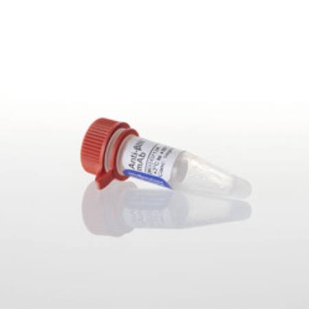 Buy Anti-betaIII Tubulin mAb, 100ug in NZ.