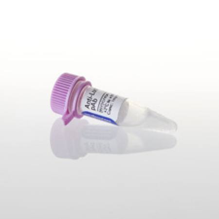 Buy Anti-Luciferase pAb, 200ug in NZ. 