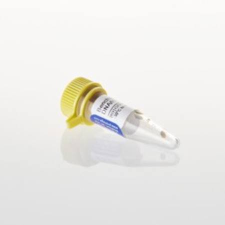 Buy BenchTop PhiX174 DNA/Hae III Markers, 250ul in NZ.