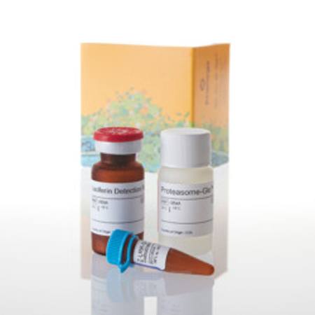 Buy Proteasome-Glo(TM) TrypsinLike Assay, 10ml in NZ. 