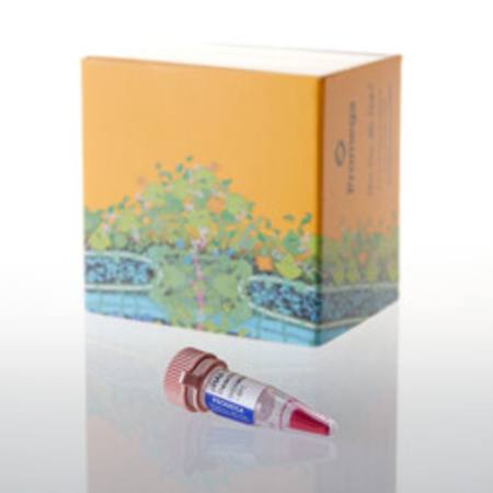 Buy pHAb Thiol Reactive Dye, 250ug in NZ.