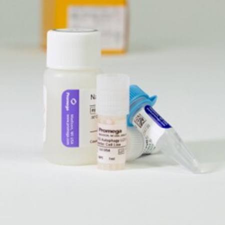 Buy U2OS Autophagy LC3 HiBiT Cell System in NZ.